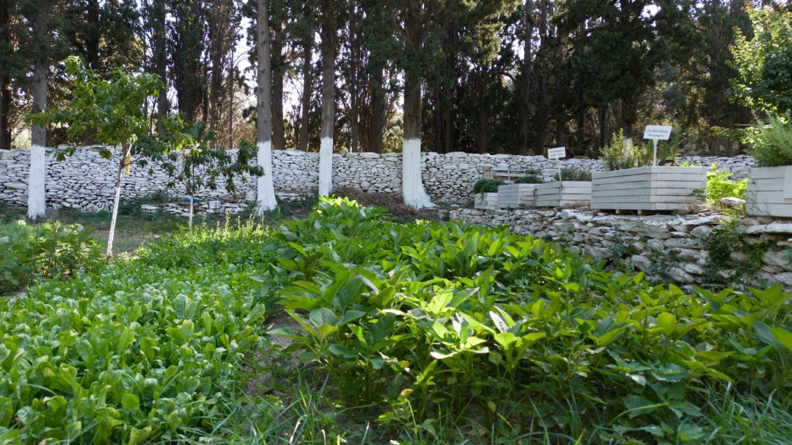 Micra Anglia Boutique Hotel & Spa Andros Town Luaran gambar